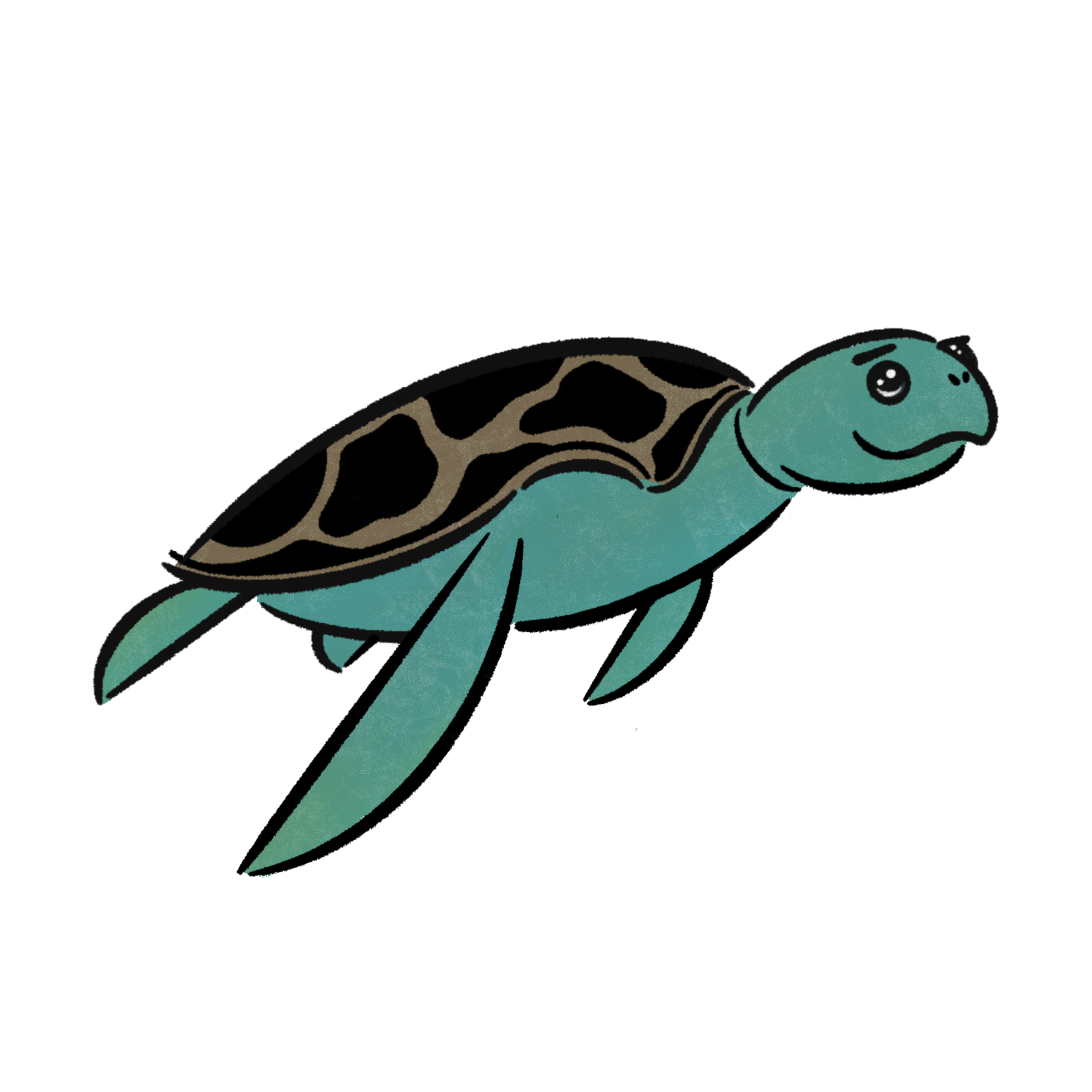 海ガメ