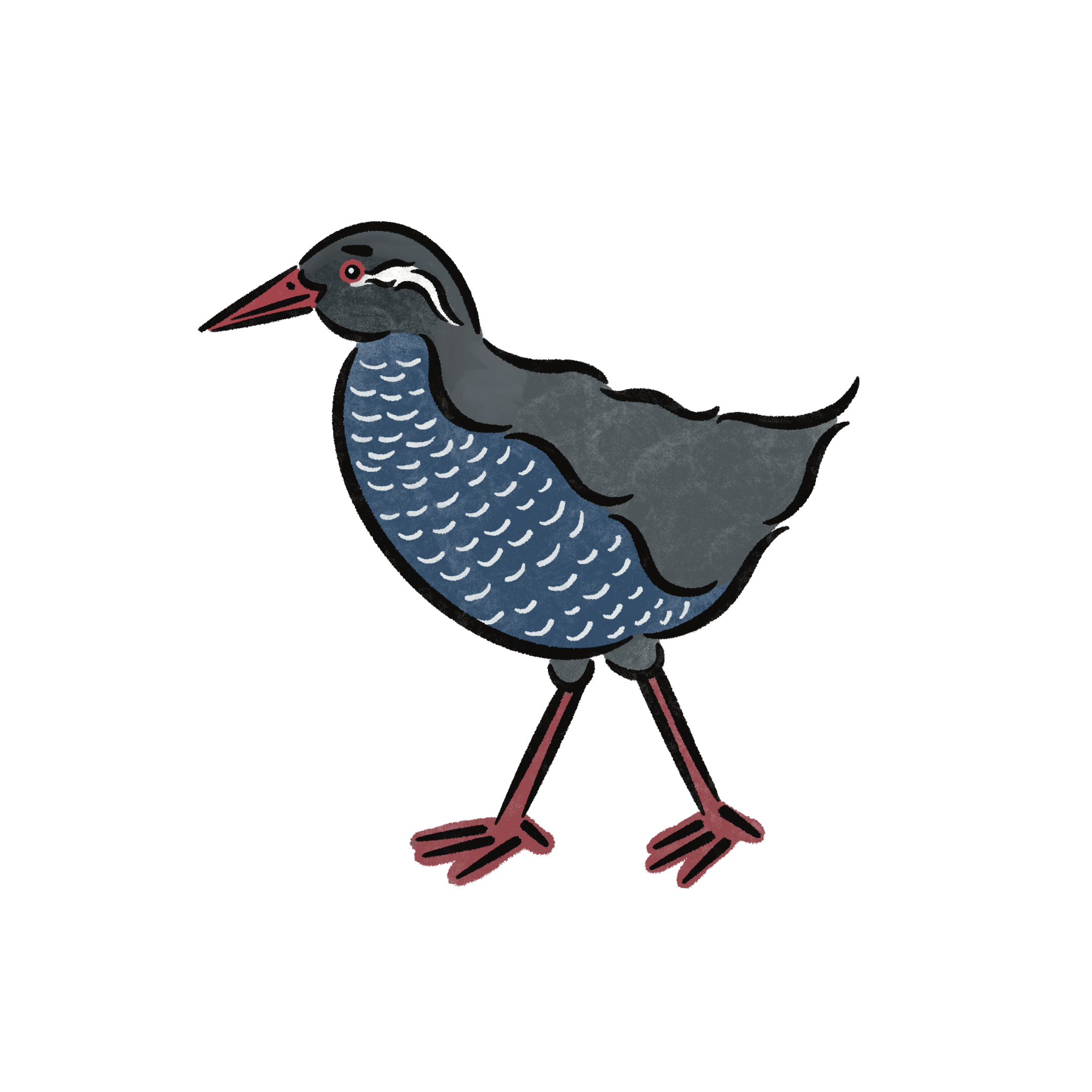 ヤンバルクイナ
