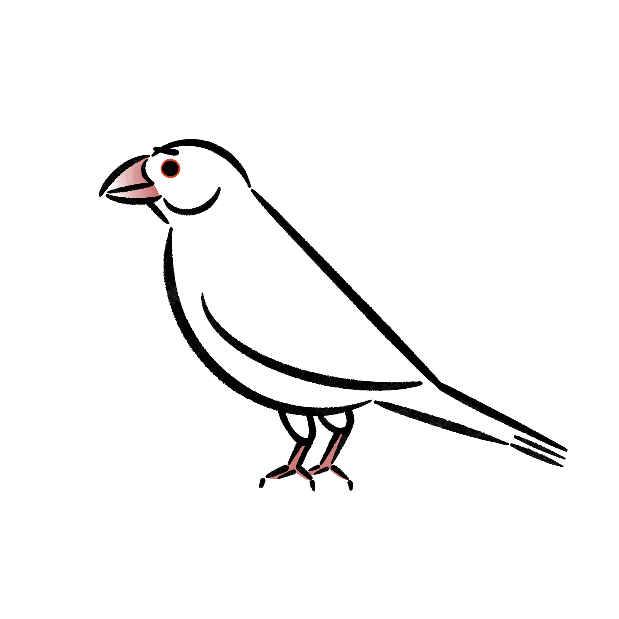 弥富市の白文鳥